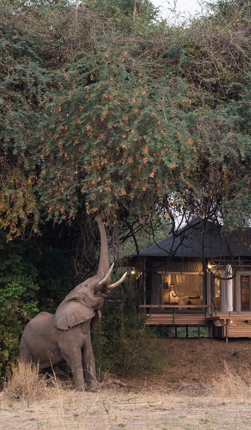 Chikwenya Game Lodge, Mana Pools
