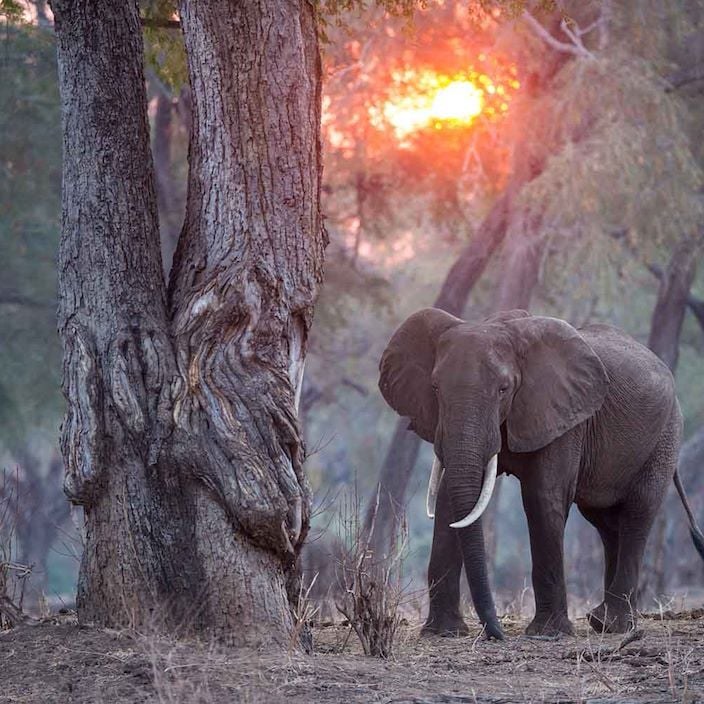 Chikwenya Game Lodge, Mana Pools