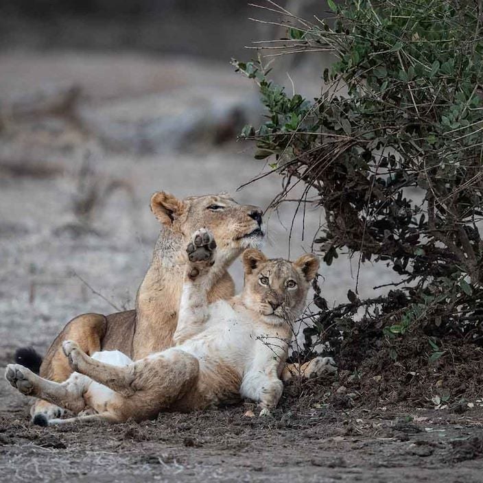 Chikwenya Game Lodge, Mana Pools