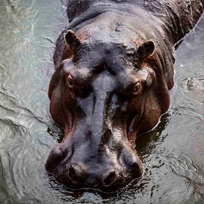 Chikwenya Game Lodge, Mana Pools