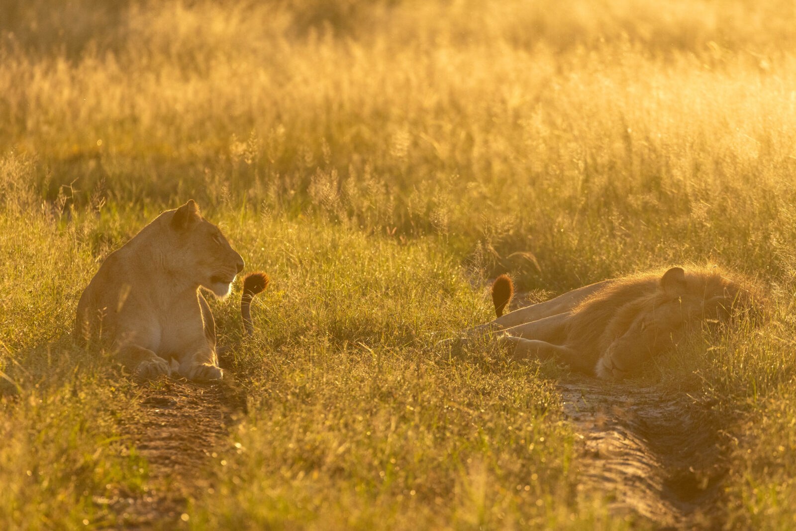Mapula Lodge en Delta Okavango