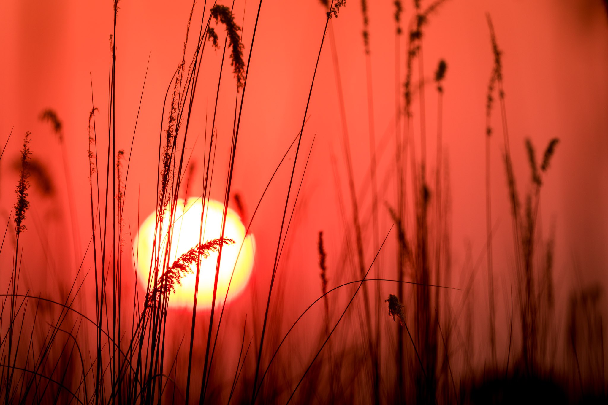 Mboma Island Expeditions en Delta Okavango