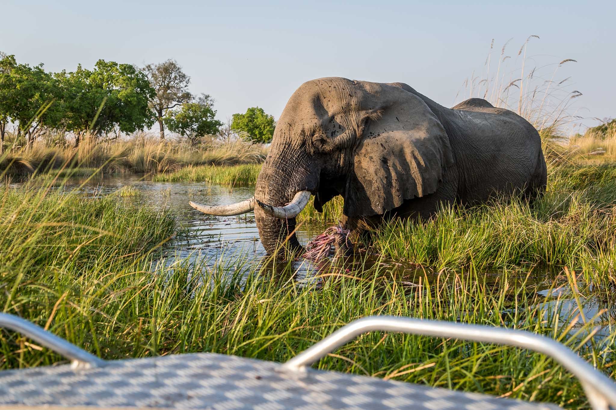 Mboma Island Expeditions en Delta Okavango