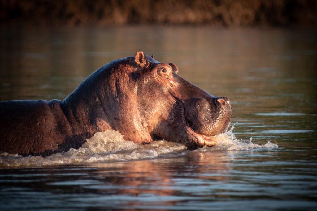Mopiri en Delta Okavango