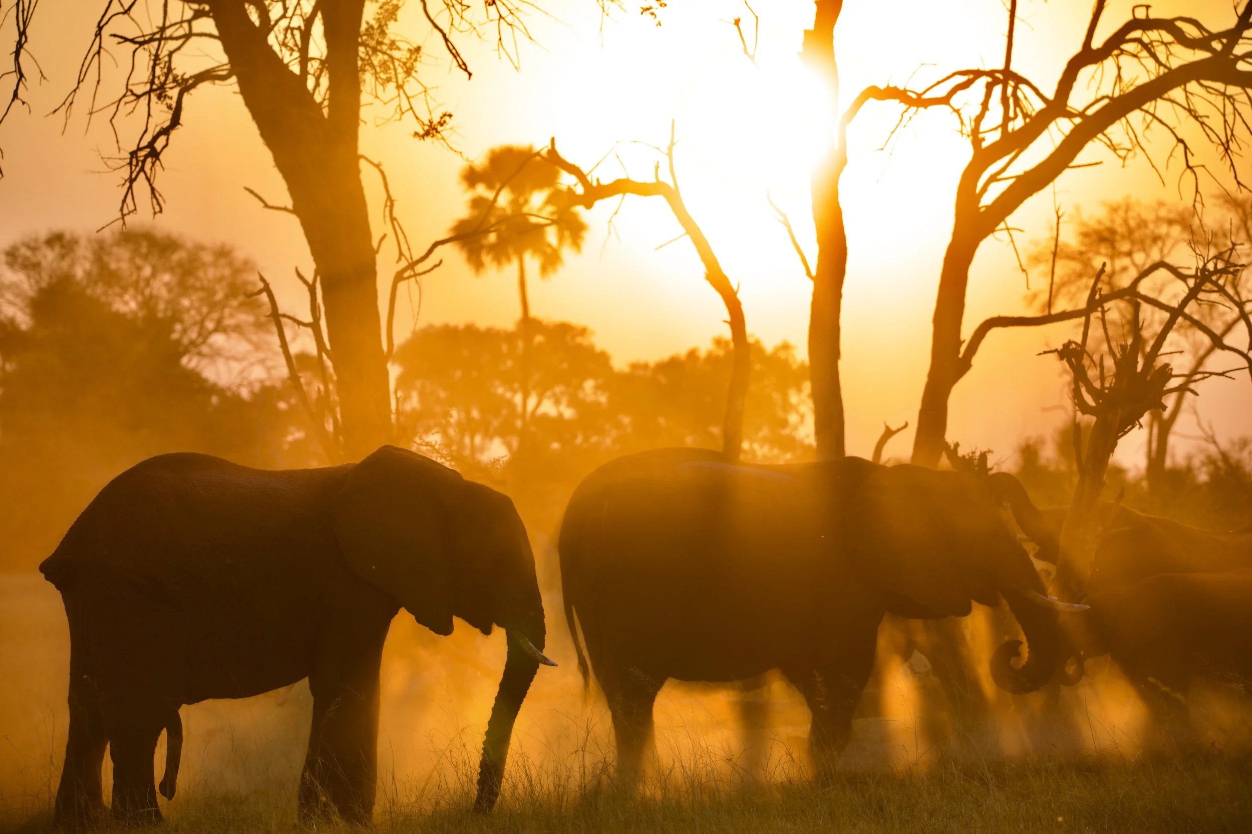 Pel's Island Camp en Delta Okavango