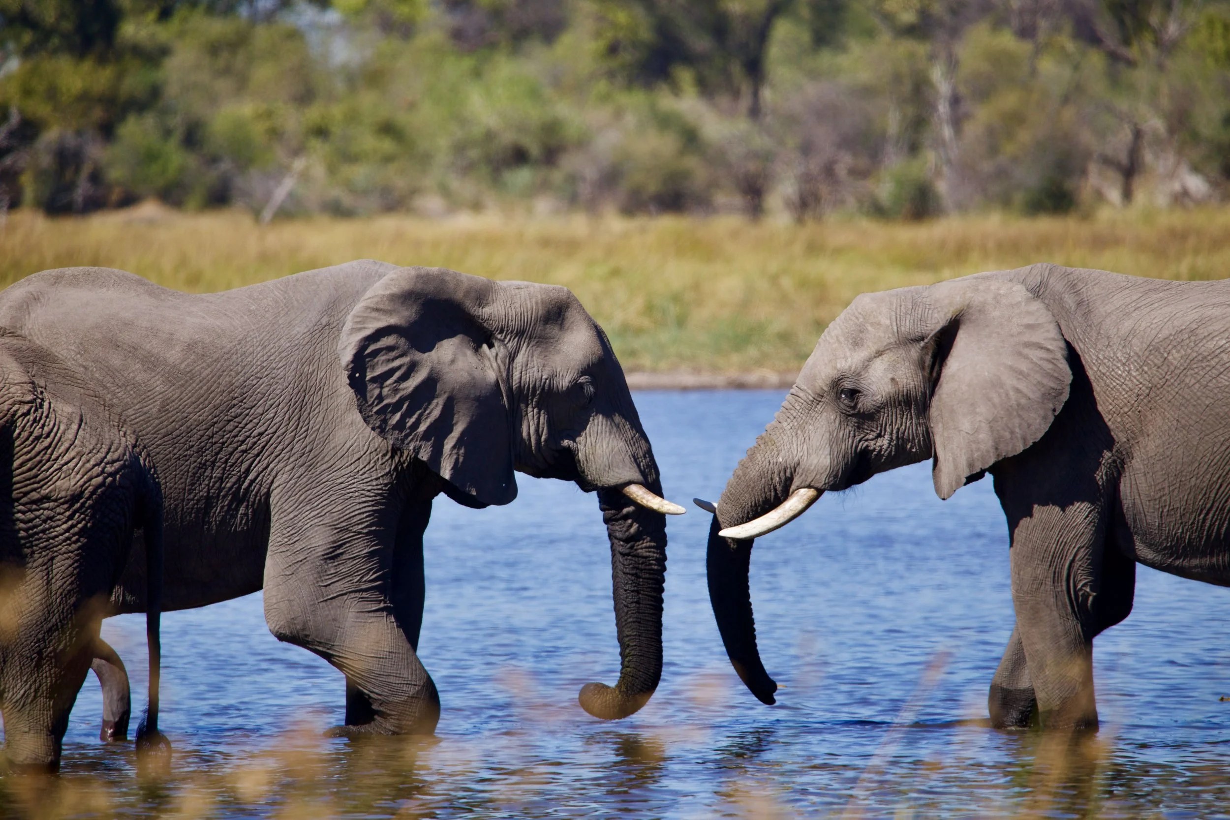 Pel's Island Camp en Delta Okavango