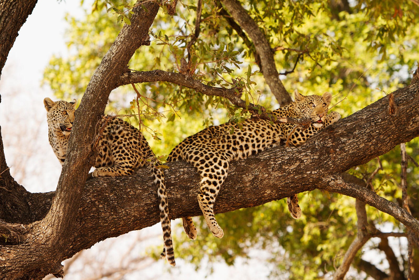 Shinde en Delta Okavango