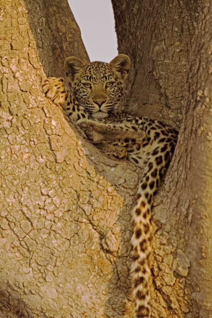 Shinde en Delta Okavango
