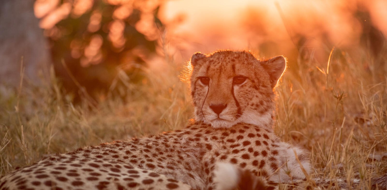 Shinde en Delta Okavango