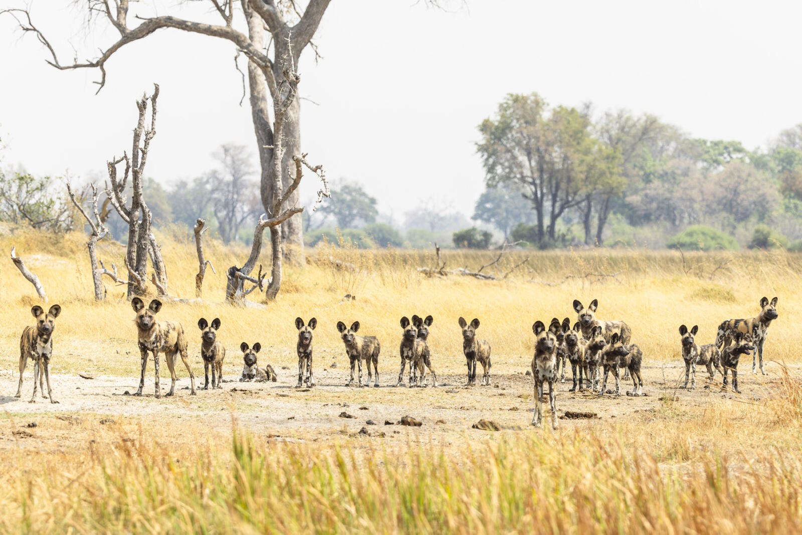 Shinde Footsteps en Delta Okavango