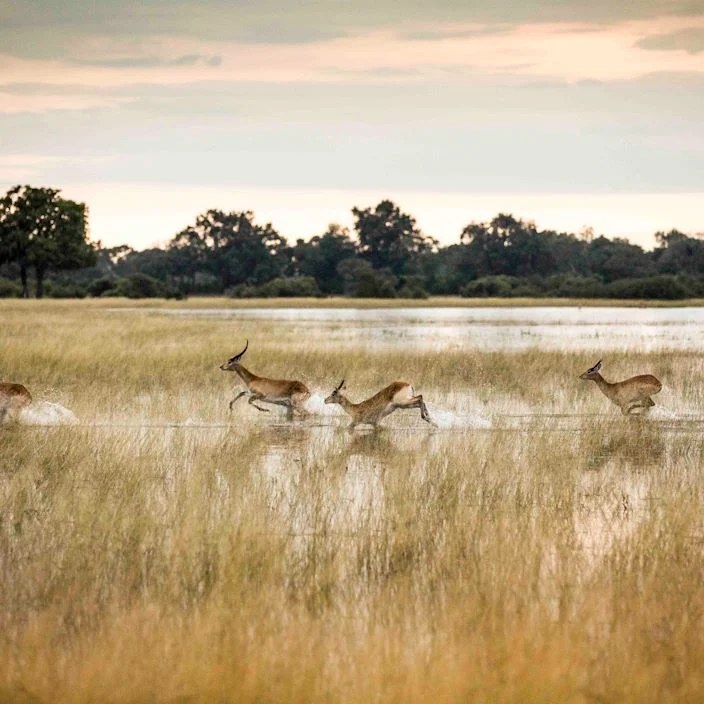 Wilderness Vumbura Plains en Delta Okavango