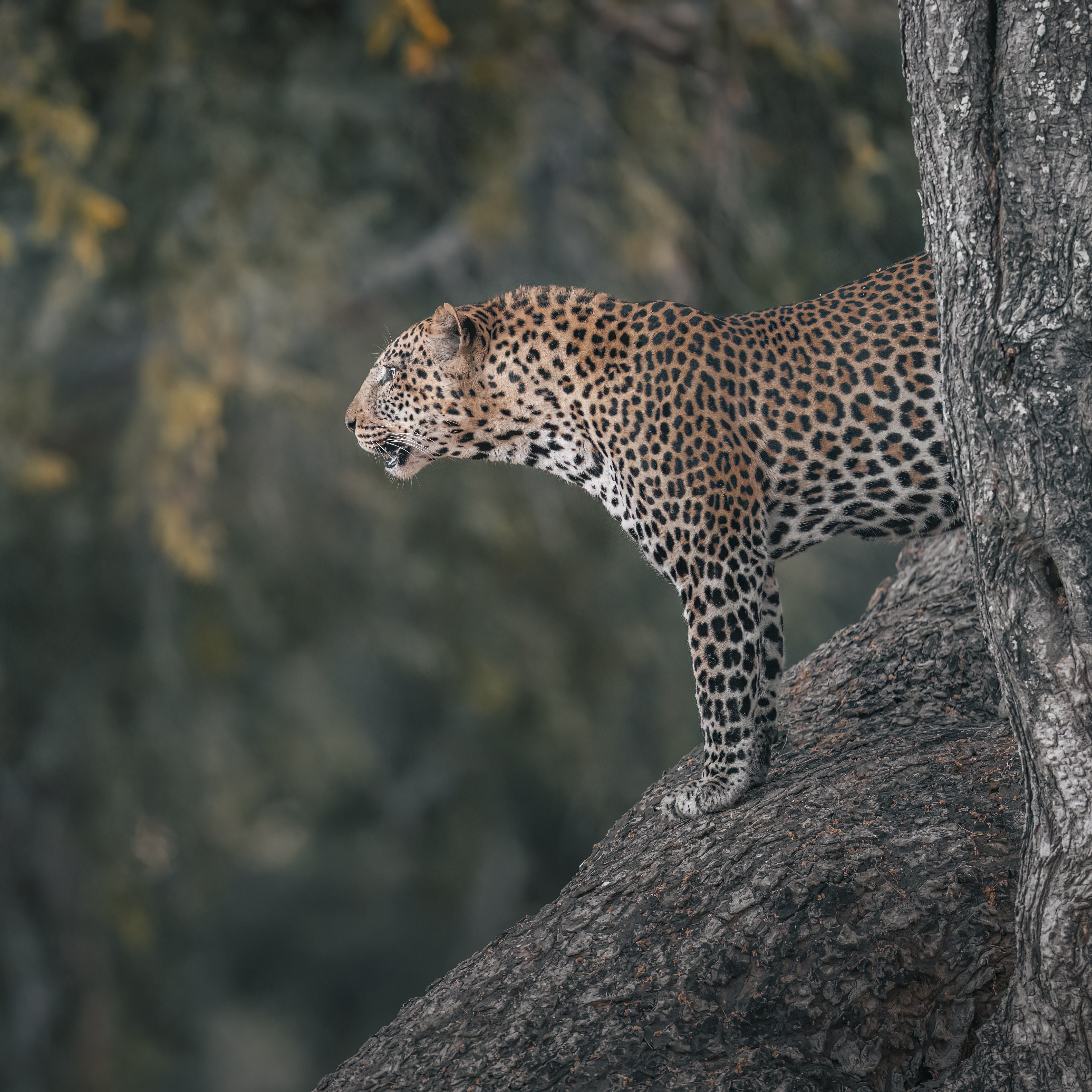 Dulini Anabezi, Lower Zambezi