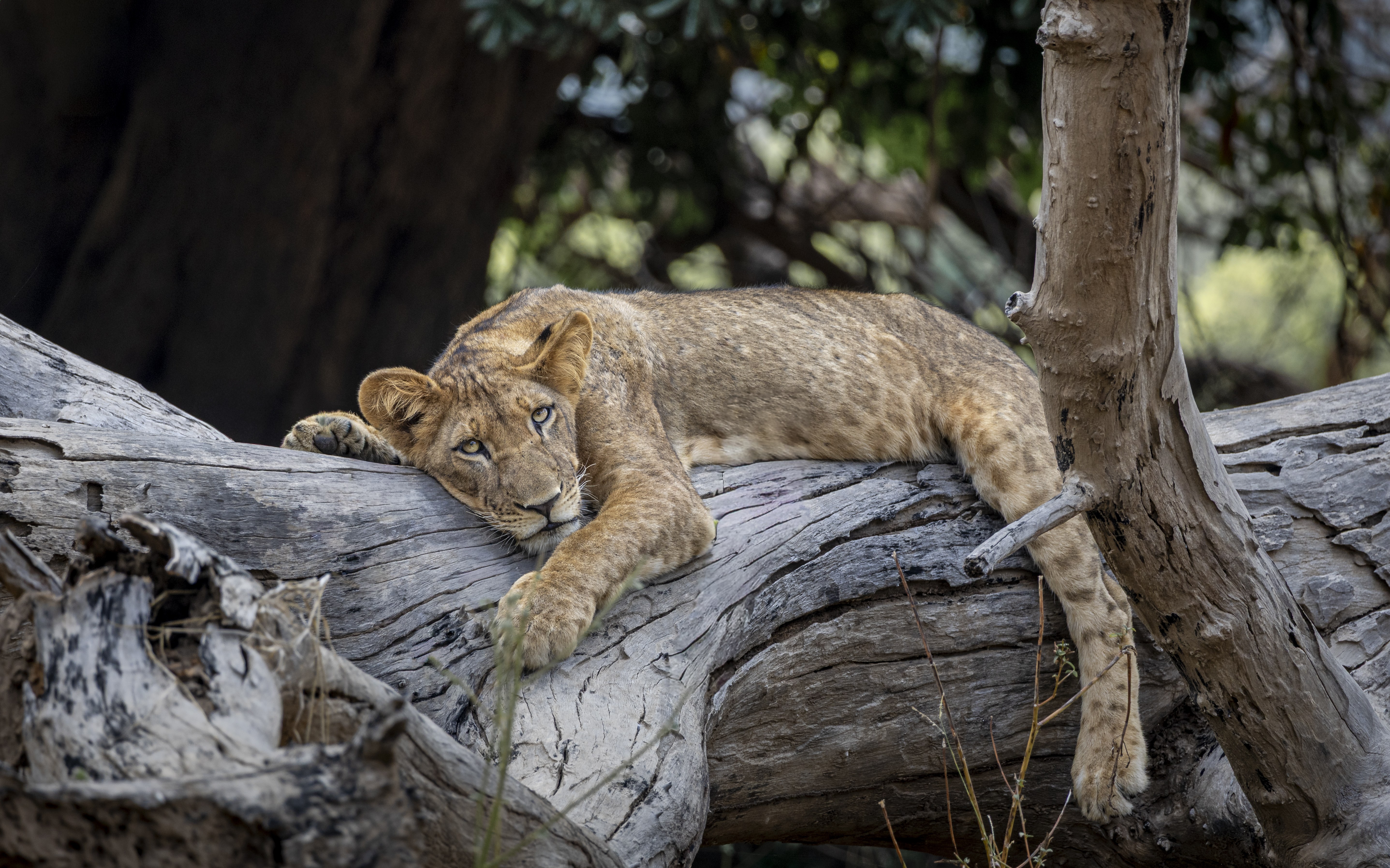 Dulini Anabezi, Lower Zambezi