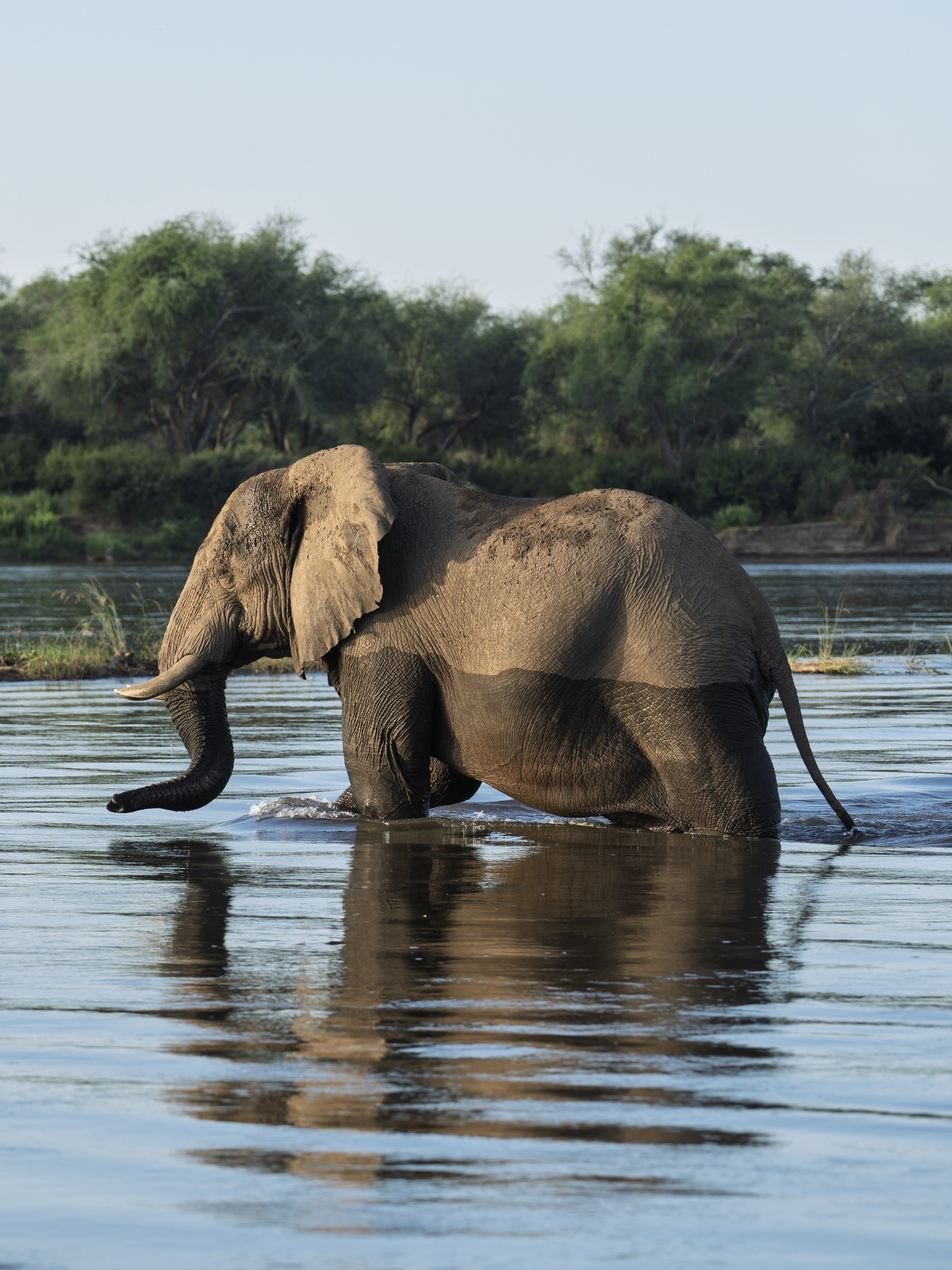 Dulini Anabezi, Lower Zambezi