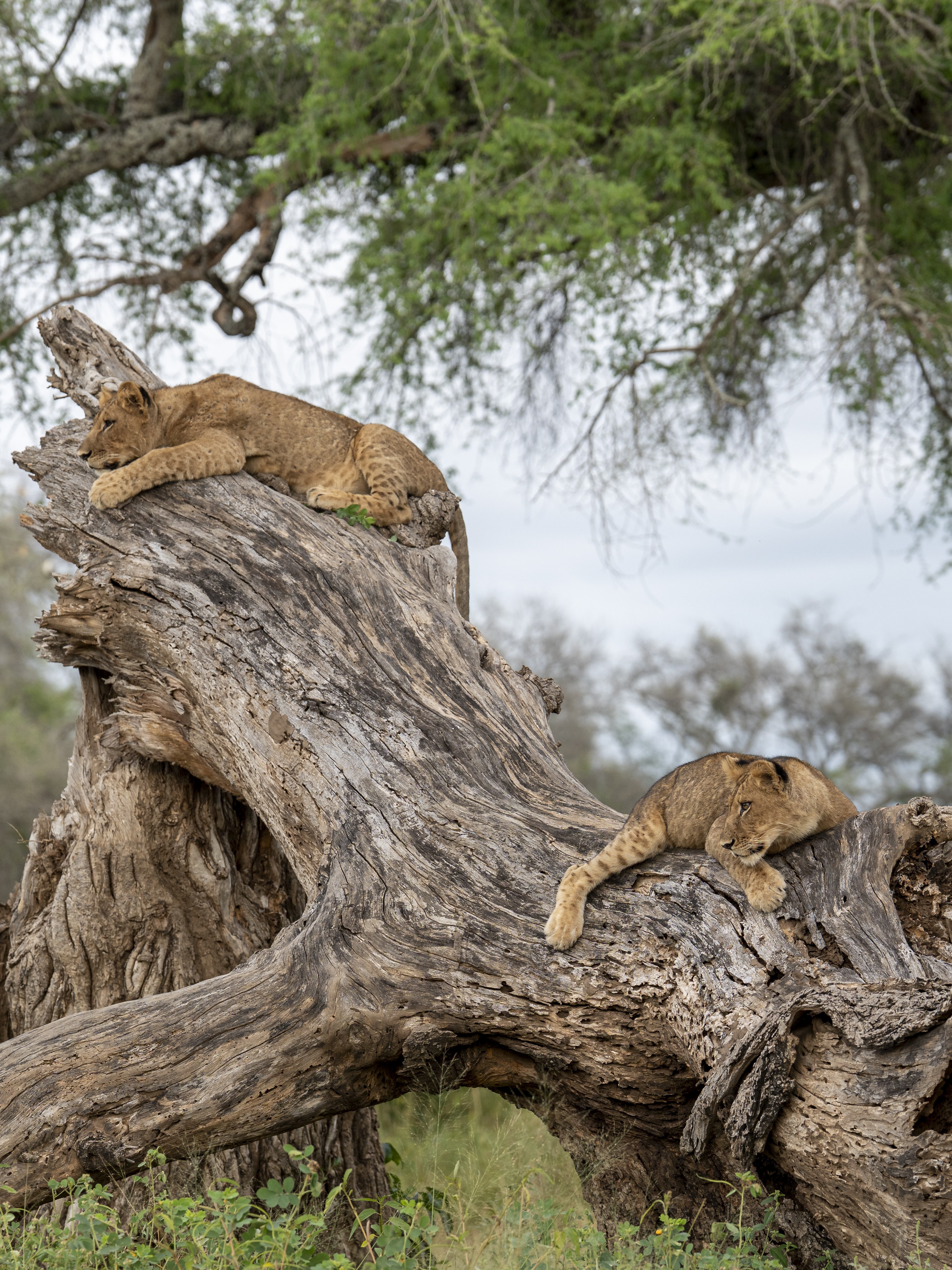 Dulini Anabezi, Lower Zambezi