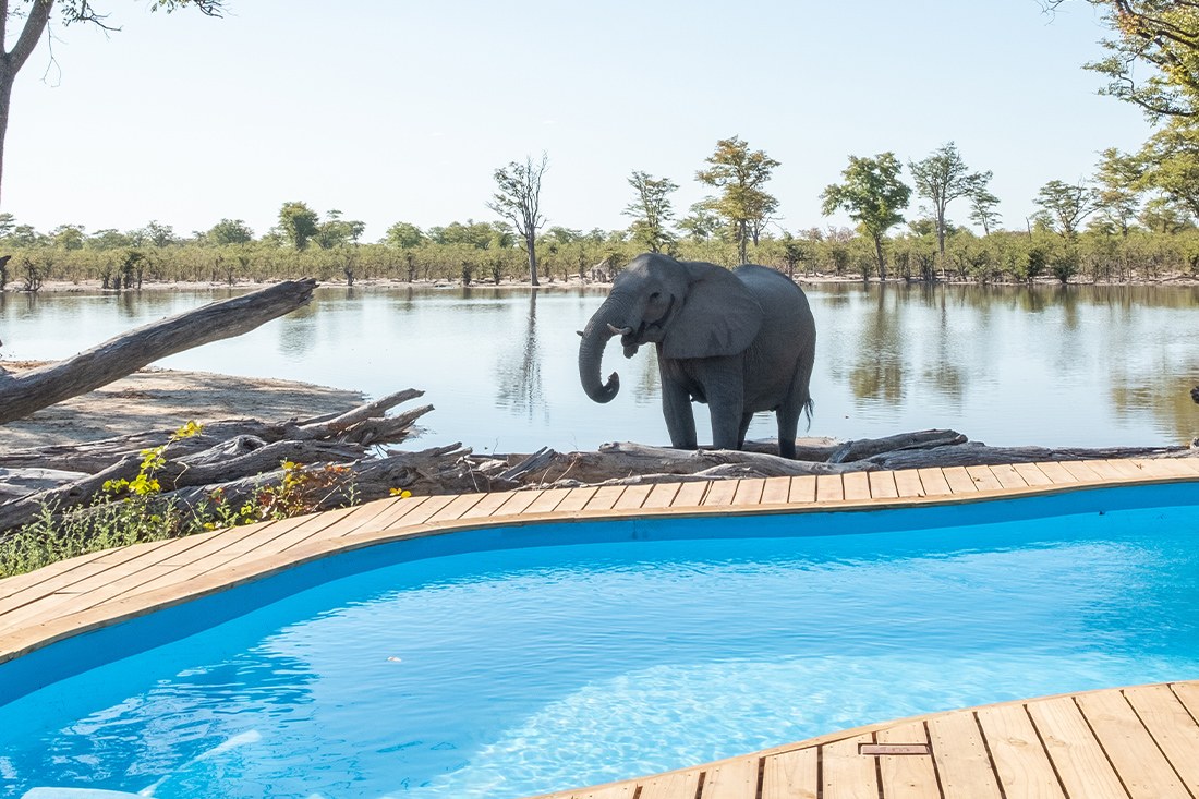Elephant Pan, Khwai