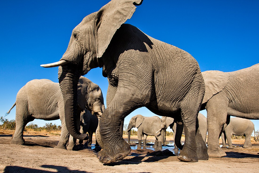 Elephant Pan, Khwai