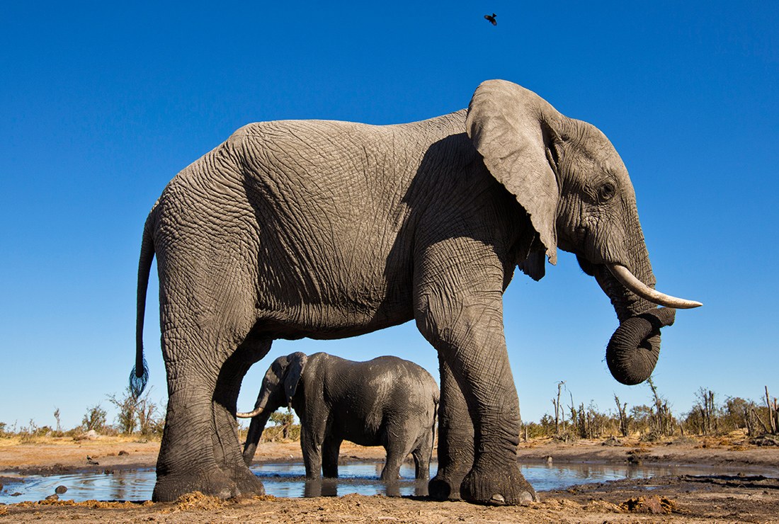Elephant Pan, Khwai