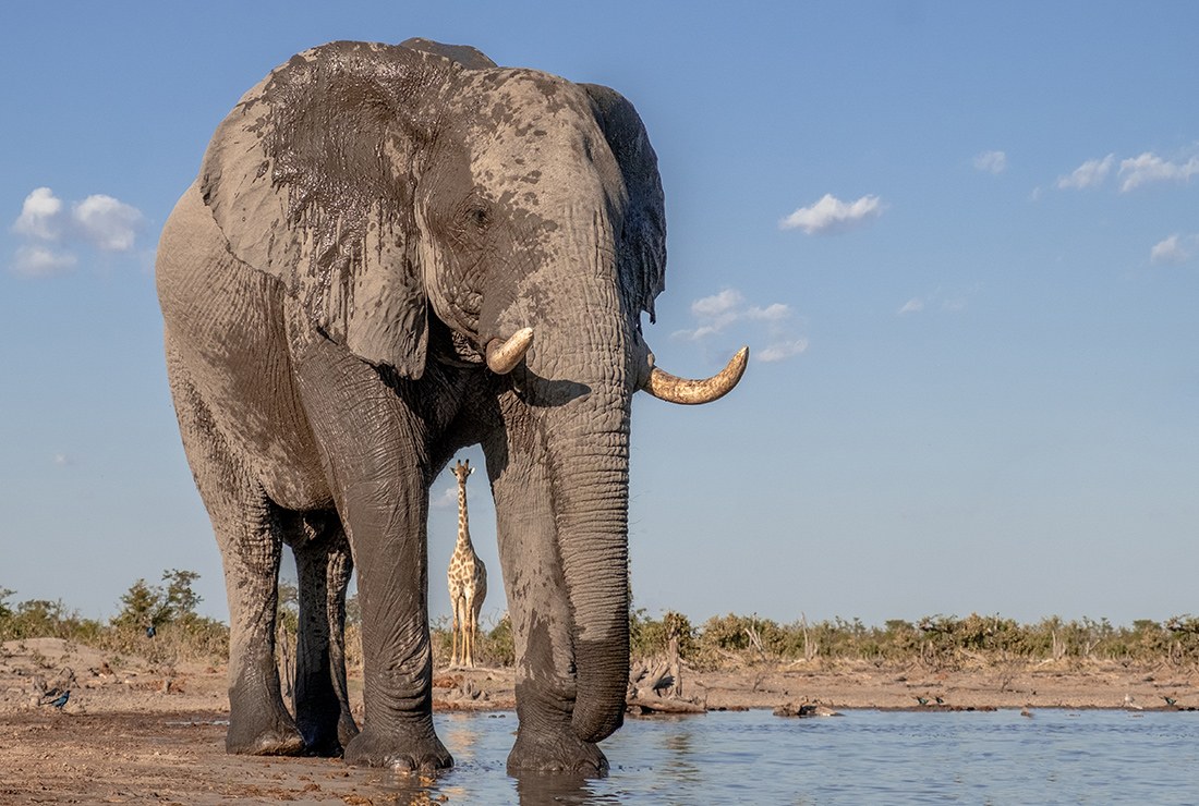Elephant Pan, Khwai