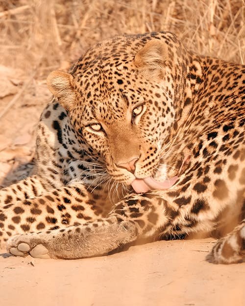 Fig Tree Bush Camp - Mukambi en Kafue
