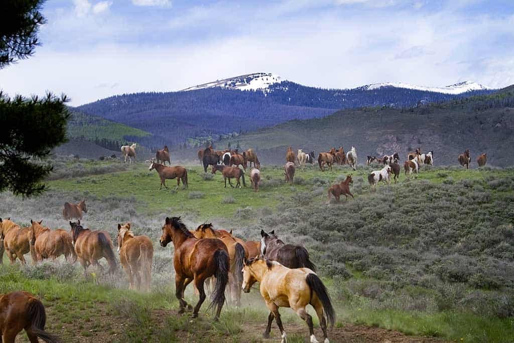 jingle horses out in field mtns
