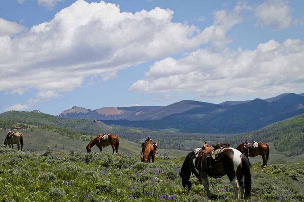 horses saddled in field