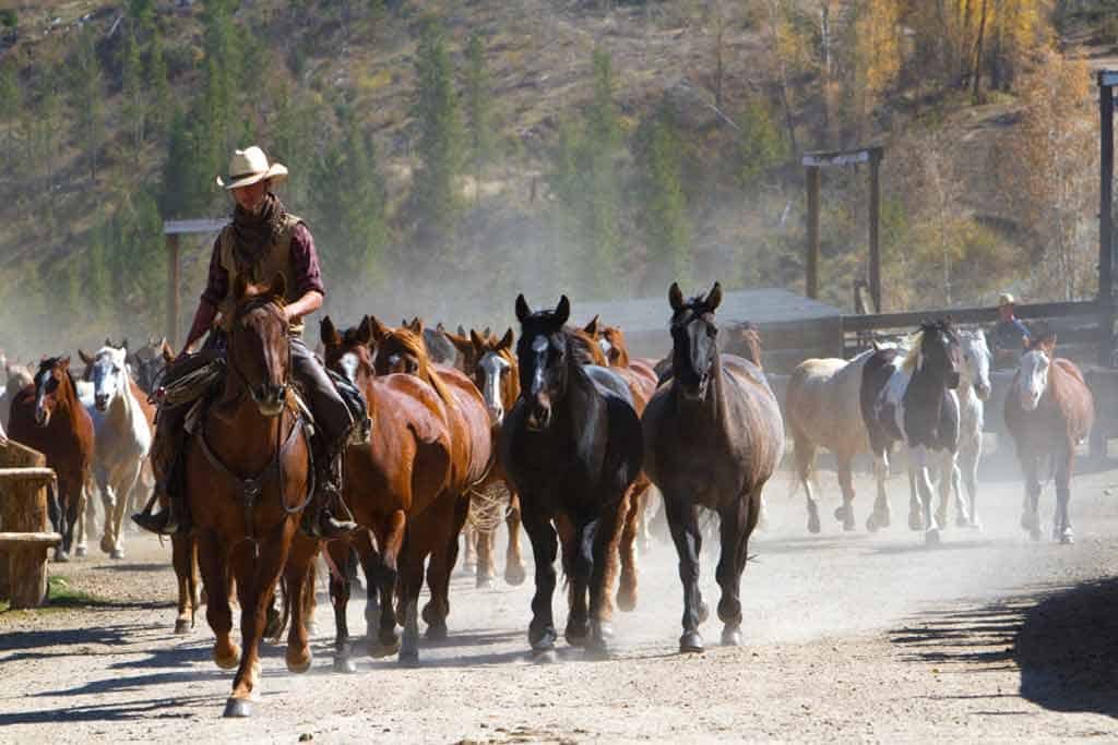 wrangler leading horses