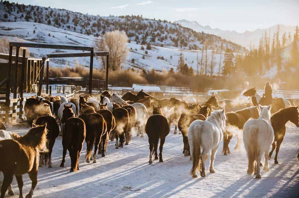 horses breath steaming in the morning roundup