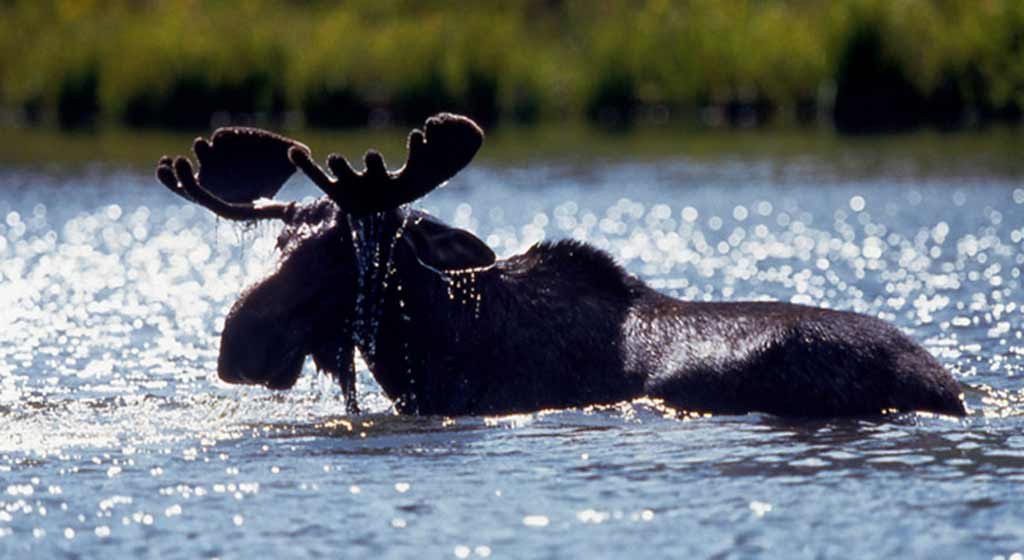 Visiting Moose