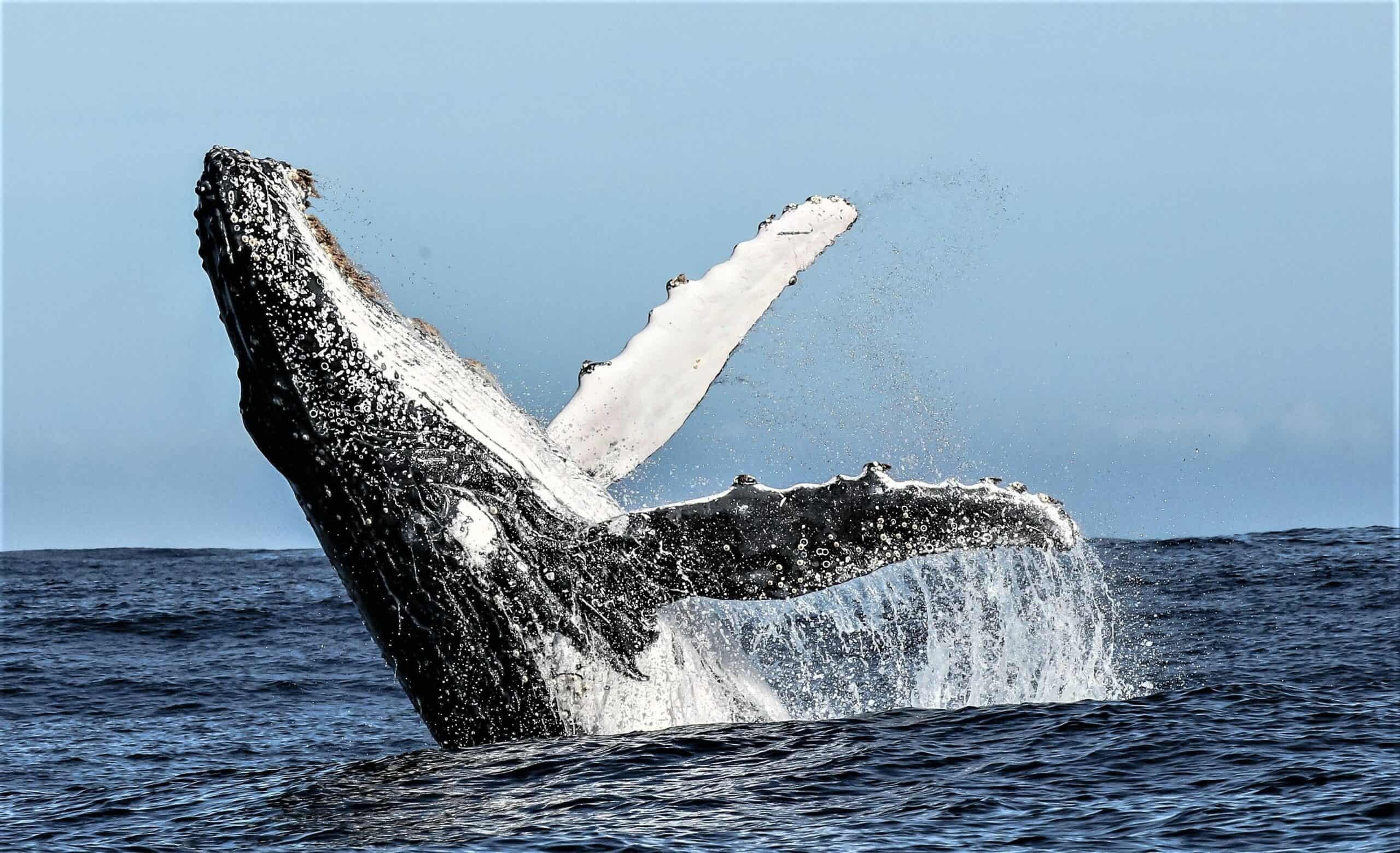 Humpback Whale Breach