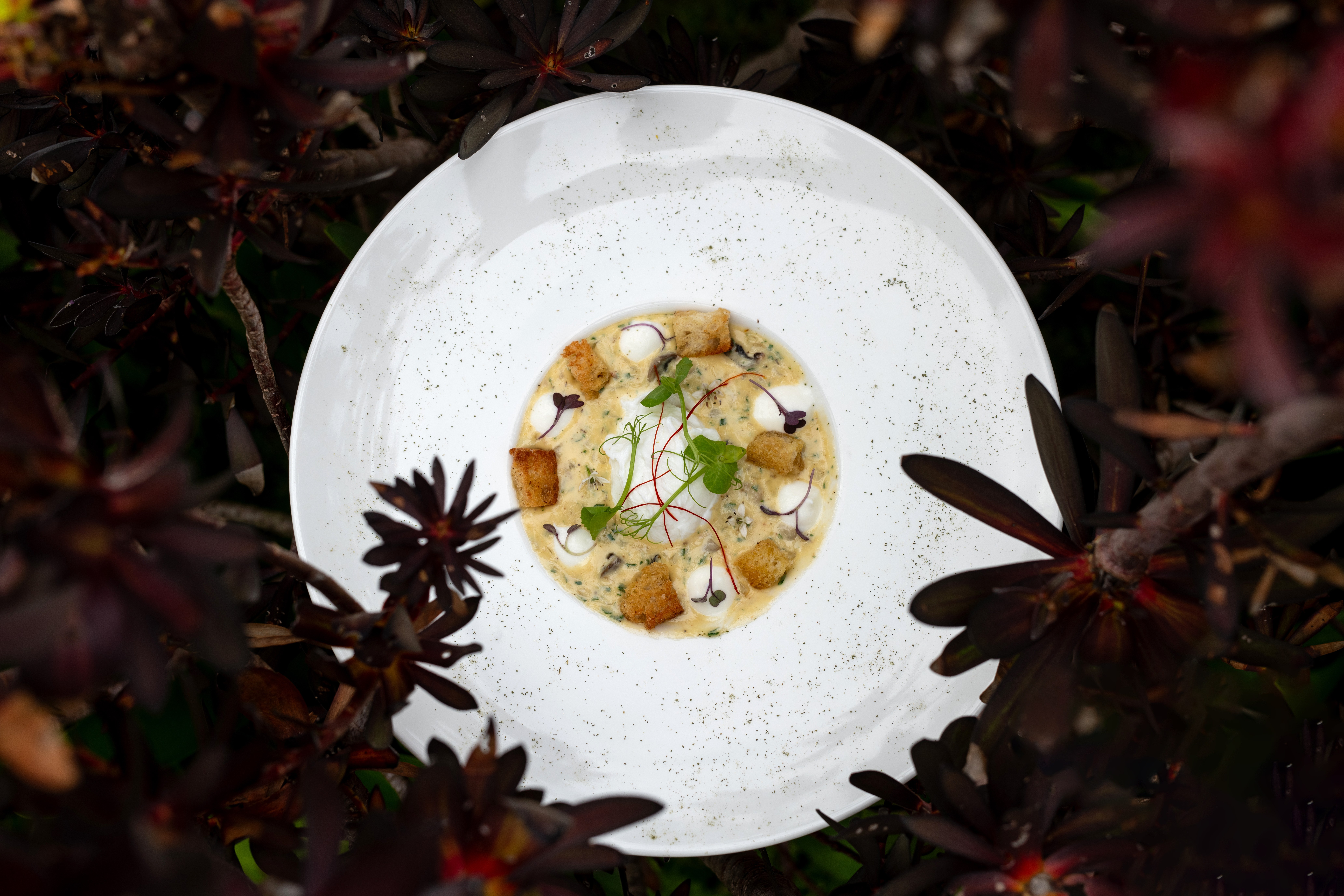 d Mushroom Ragout 01