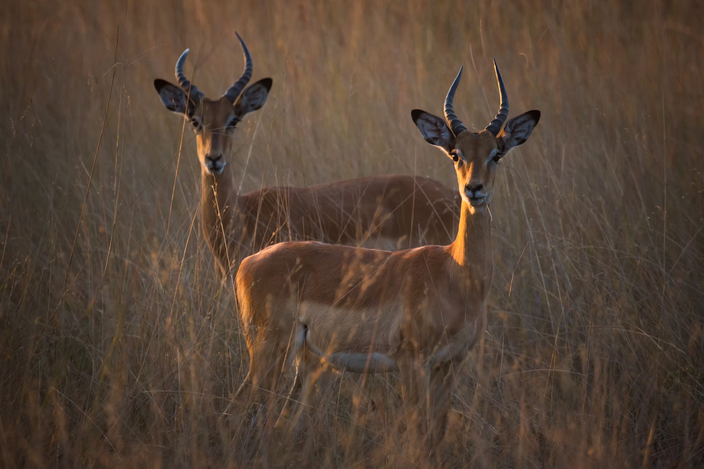 Musekese Camp en Kafue