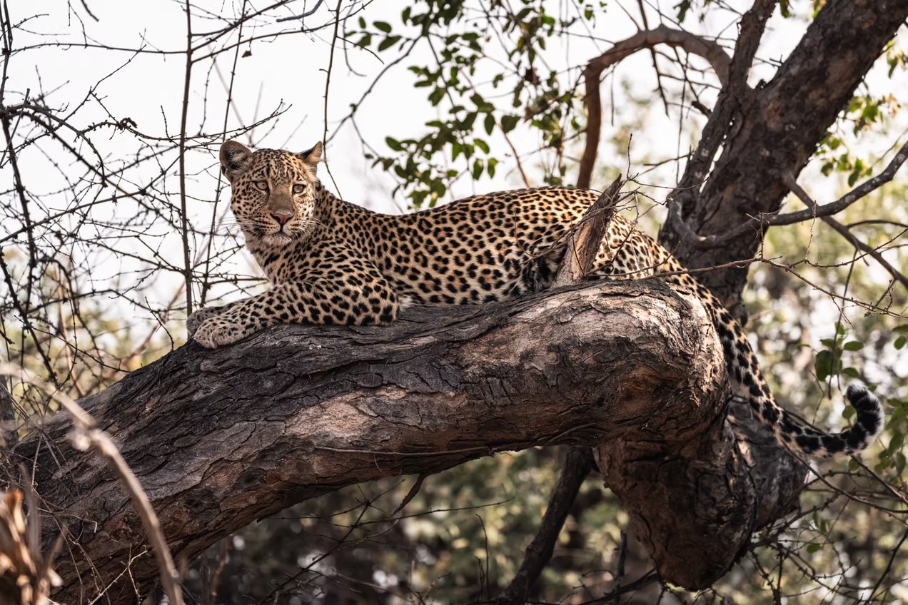 Musekese Camp en Kafue