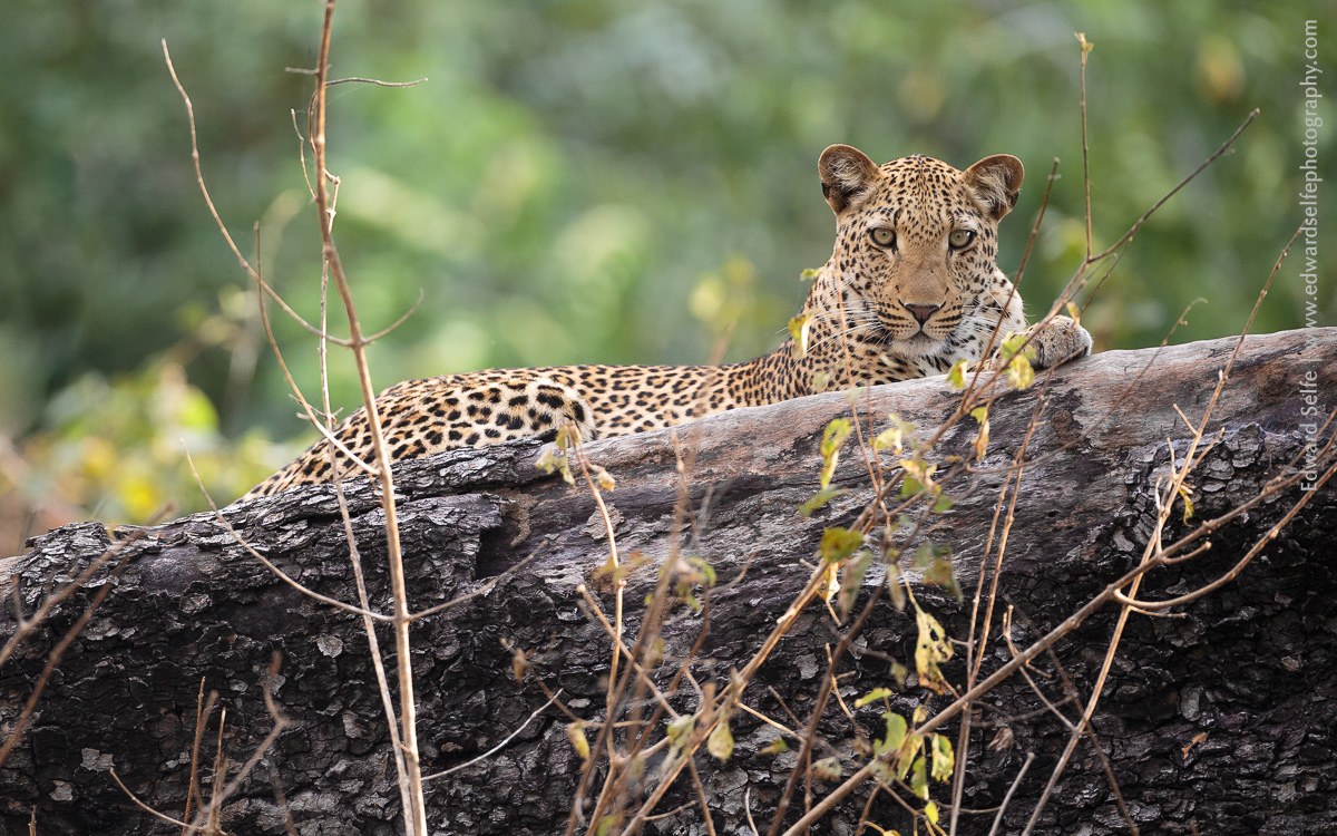 Luambe Camp, Luambe National Park, Luangwa Valley