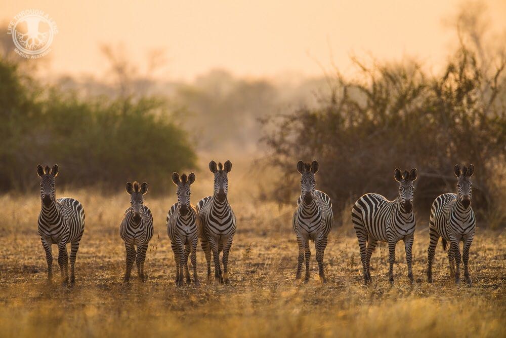 Luambe Camp, Luambe National Park, Luangwa Valley