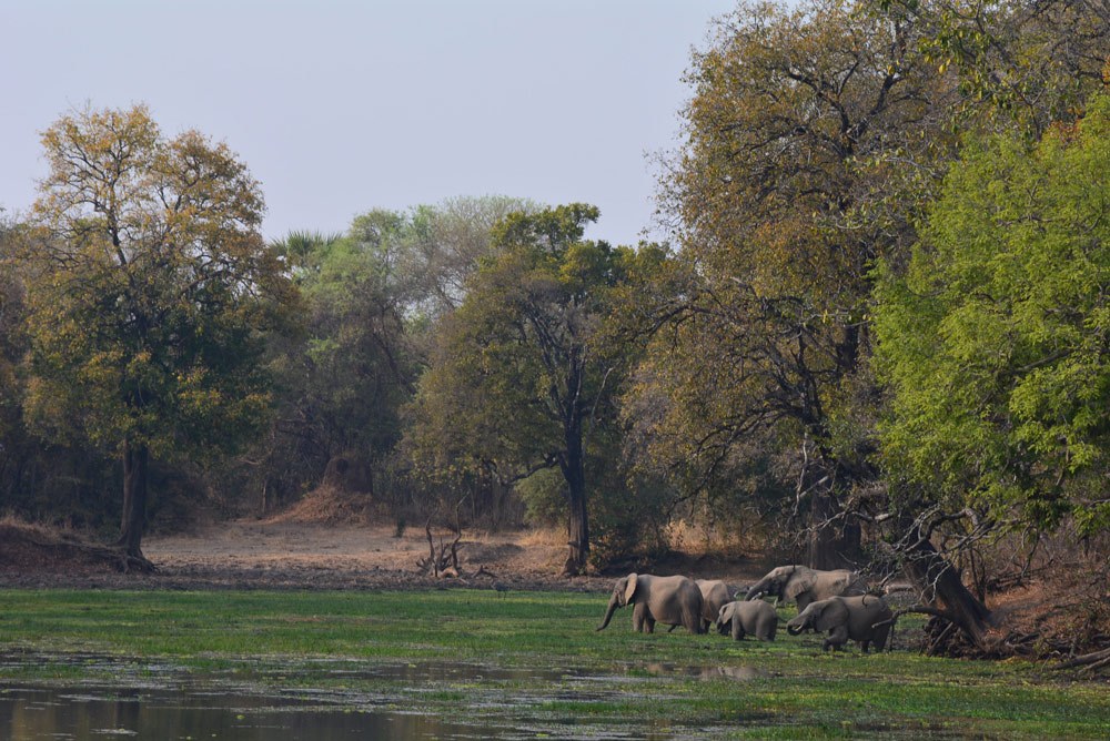 Luambe Camp, Luambe National Park, Luangwa Valley