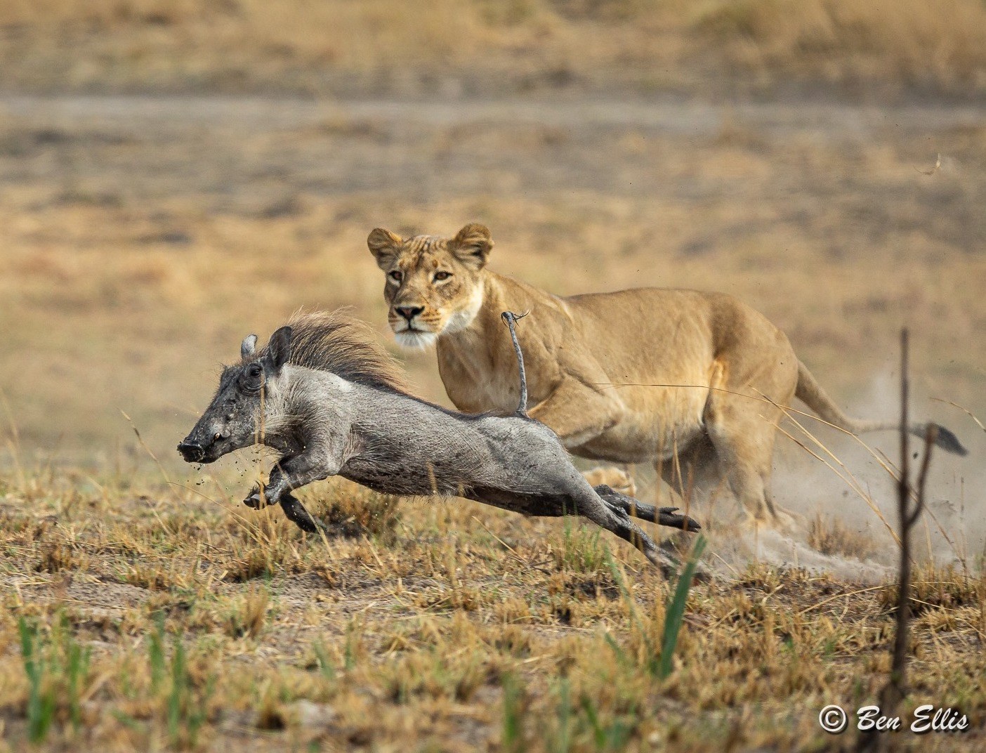 Nanzhila Plains Safari Camp en Nanzhila Plains