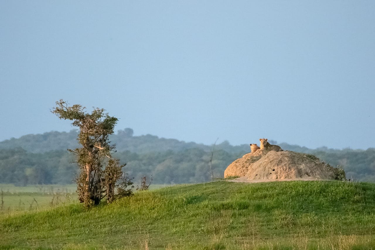 Nanzhila Plains Safari Camp en Nanzhila Plains