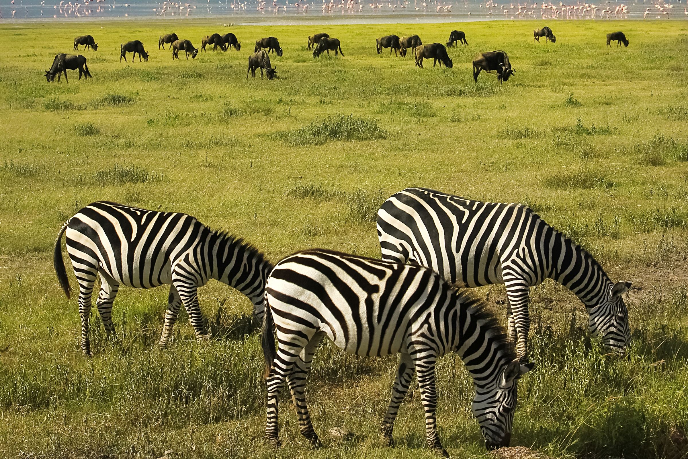 Ngorongoro Crater Camp, an A&K Sanctuary en Ngorongoro