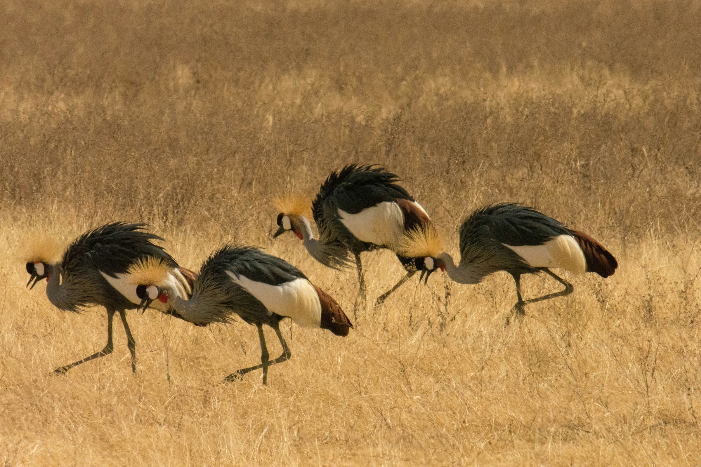 Ngorongoro Crater Camp, an A&K Sanctuary en Ngorongoro