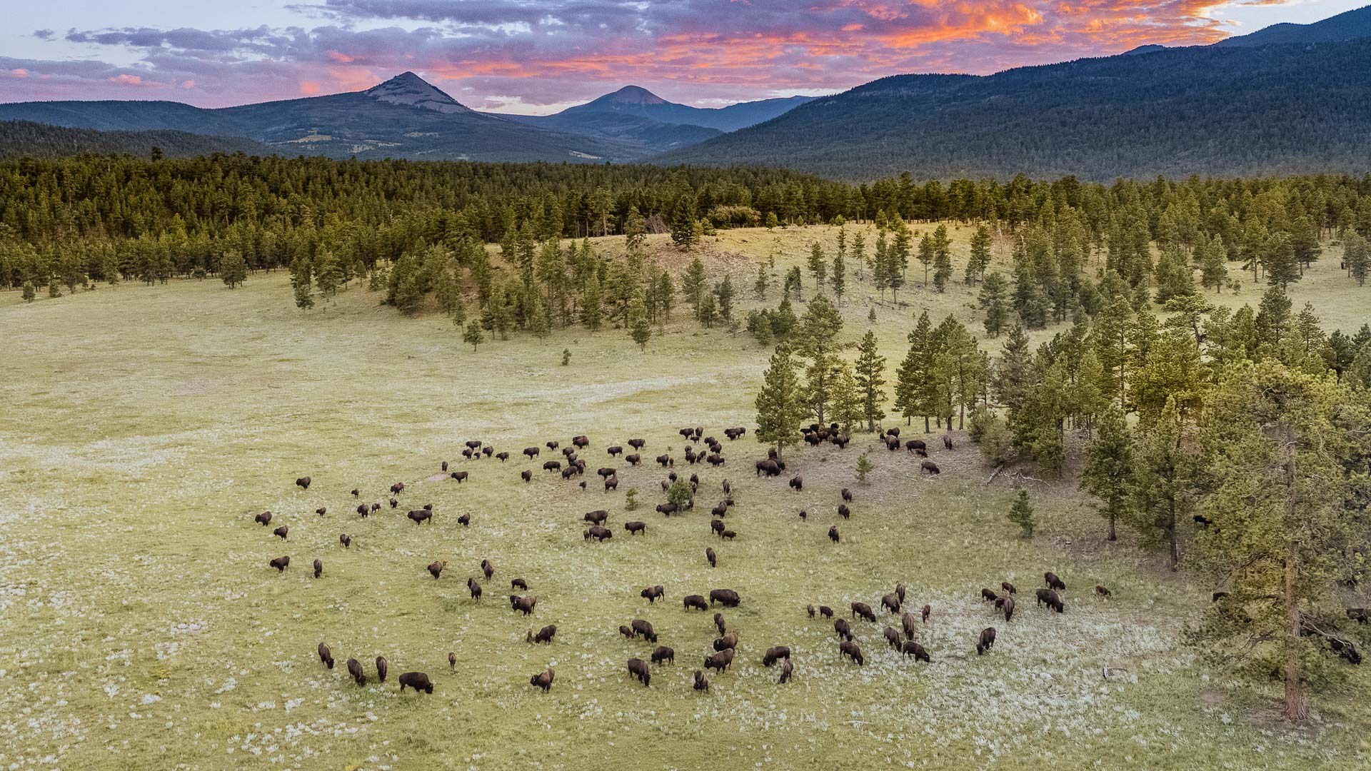 tedturnerreserves vermejo gallery  6807fcb6a04fe