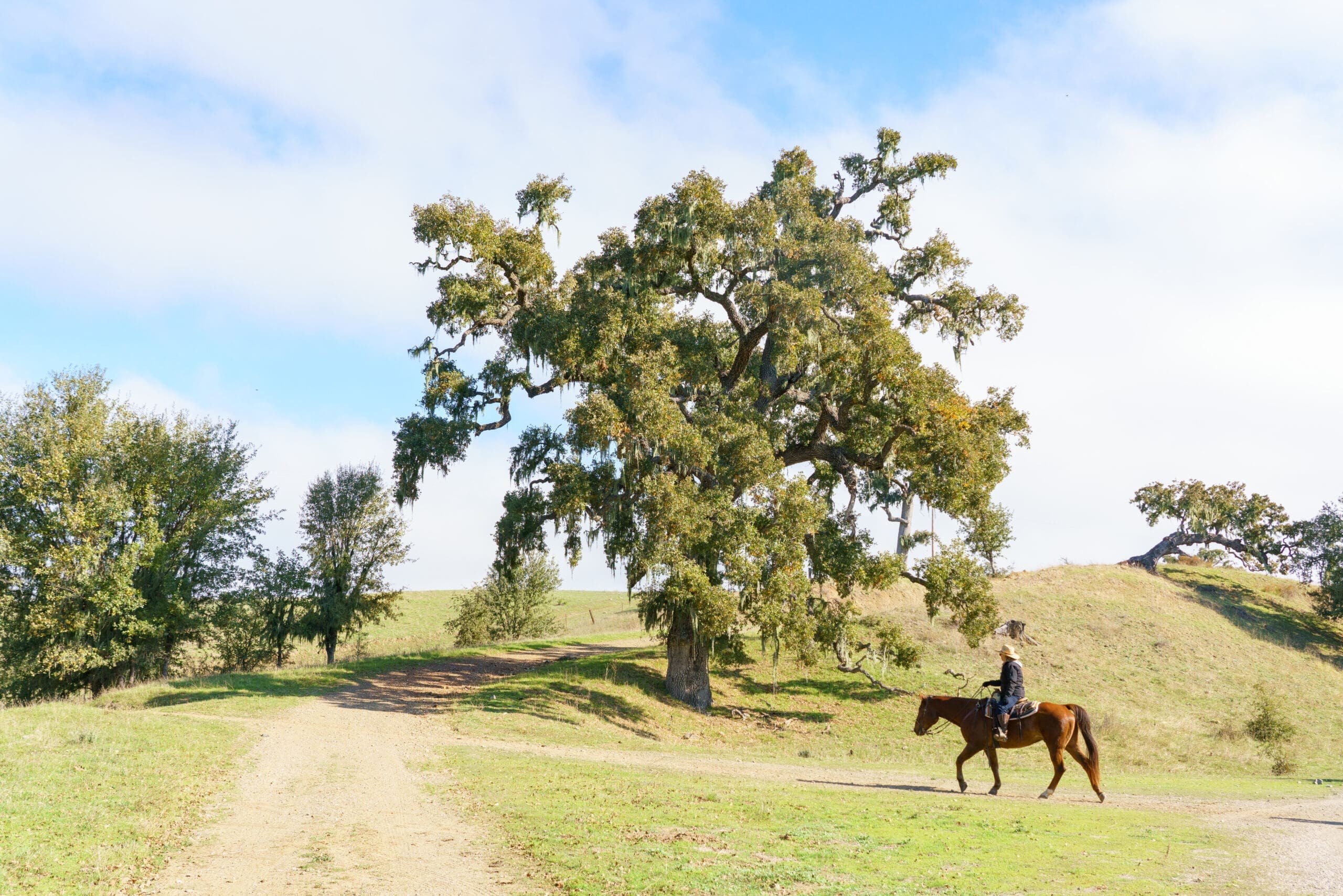 DCH Alisal Ranch Horses 6