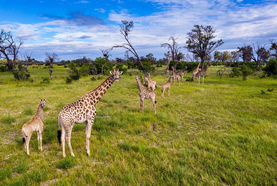 Tuludi Camp, Delta del Okavango
