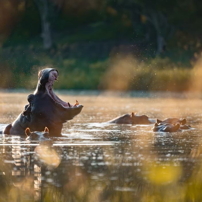 Wilderness DumaTau, Delta del Okavango